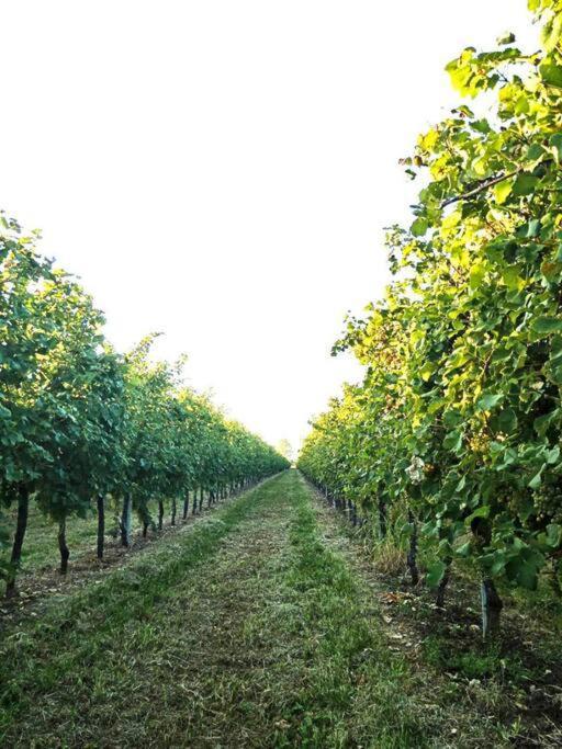Relax Nelle Colline Del Prosecco Lejlighed Pederobba Eksteriør billede
